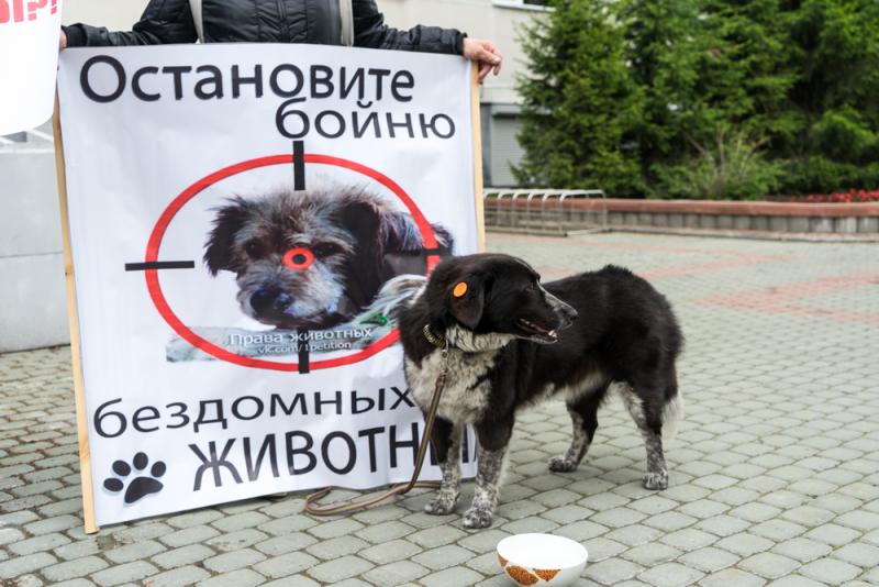 В Сургуте волонтеры бьют тревогу из-за нового отловщика собак