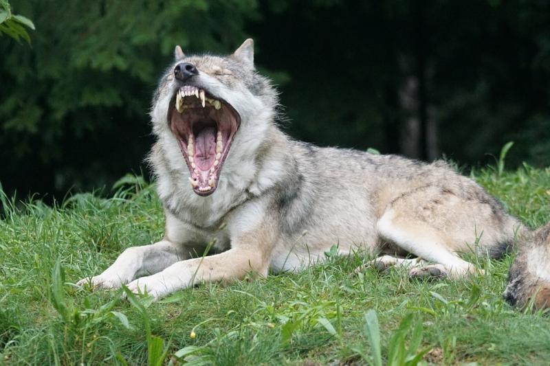 Доисторического «рычащего волка» обнаружили в Якутии