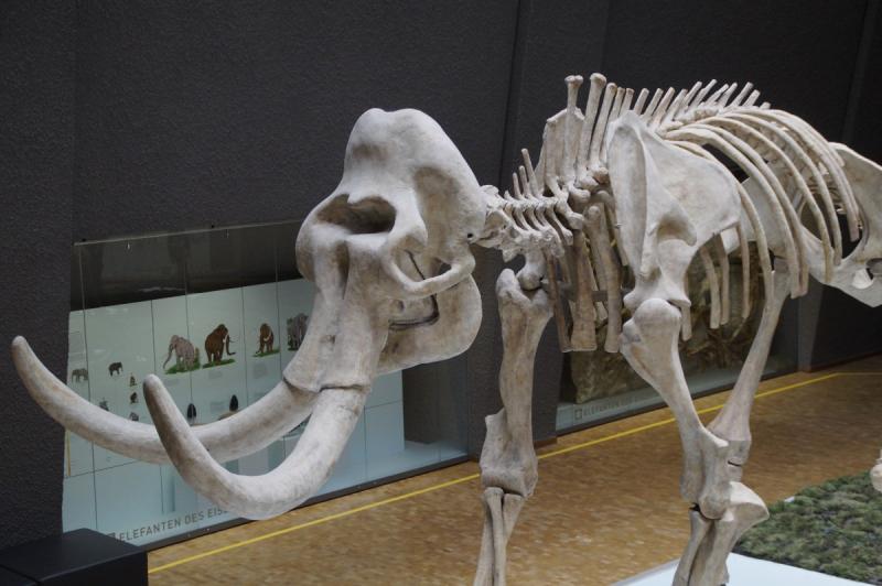 Якутские ученые обнаружили мамонта, убитого древним человеком
