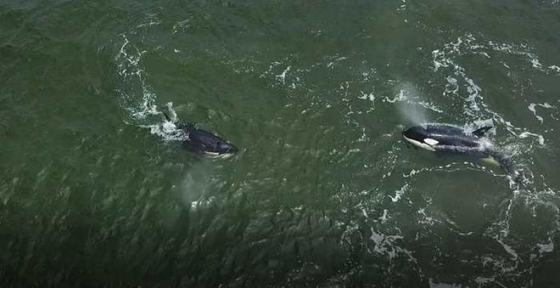 Зоозащитники: косатки и белухи из приморской «китовой тюрьмы» могли умереть после освобождения