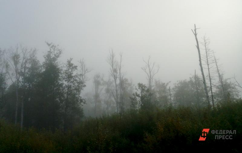 Эксперты предрекли смерть лесной отрасли в Хабаровском крае