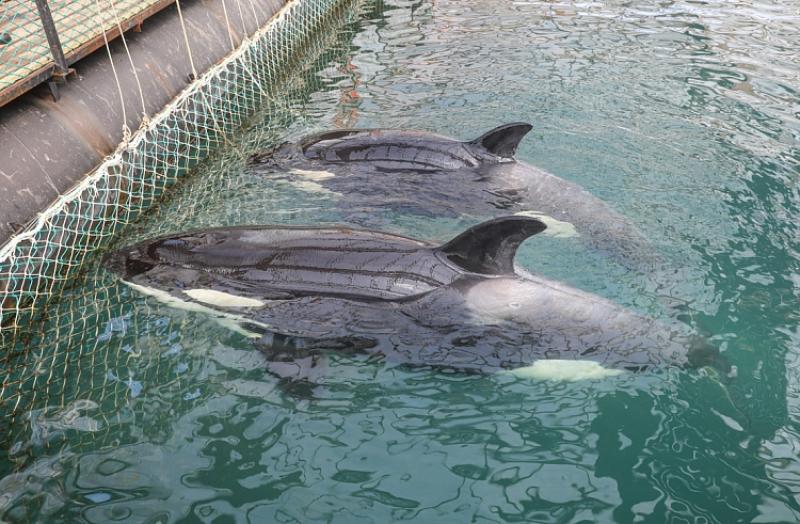 Губернатор Приморья пообещал содействовать выпуску косаток из «китовой тюрьмы»