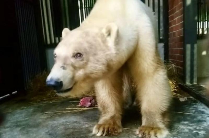 «Роснефть» приняла участие в спасении белого медведя в Норильске