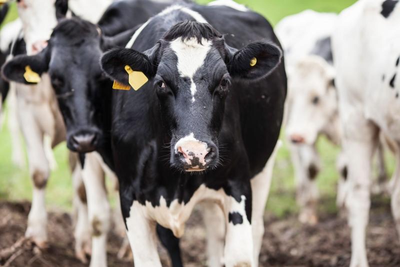 Опасное заболевание обнаружили у коров одного из иркутских предприятий