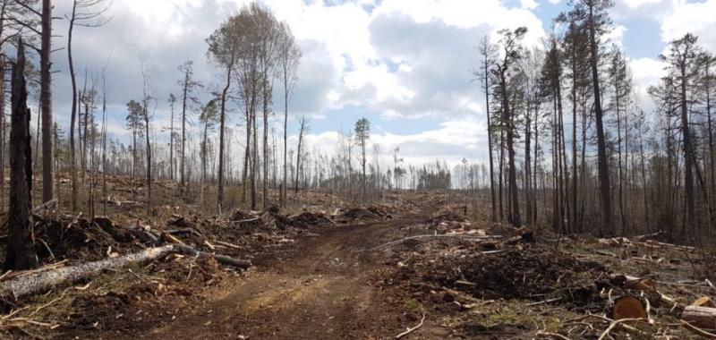 Вырубка леса в госзаказнике Туколонь