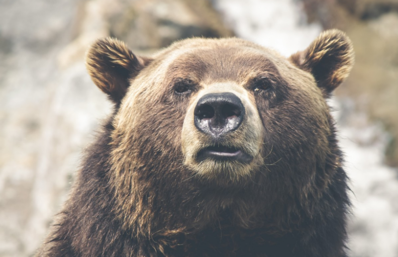 Гражданам ранее рекомендовали не подкармливать медведей