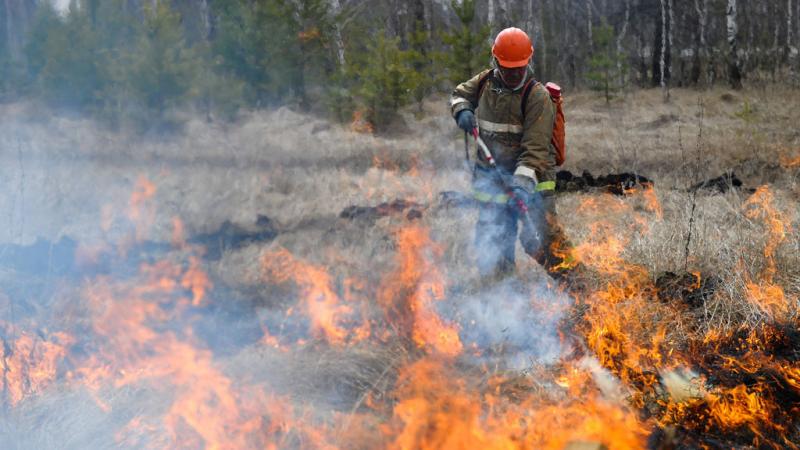 В этом году лесные пожары нанесли больший ущерб лесу, чем в прошлом году