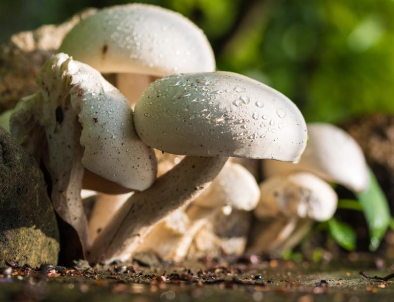 В тобольских лесах появился совершенно неизвестный гриб