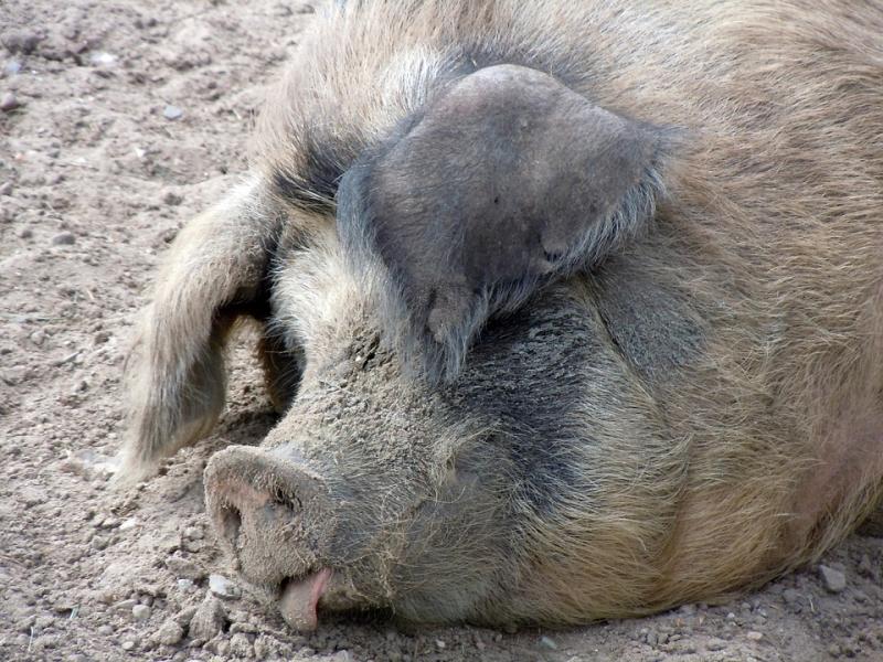 Везде грязь найдут: на детской площадке Лабытнанги пасутся свиньи