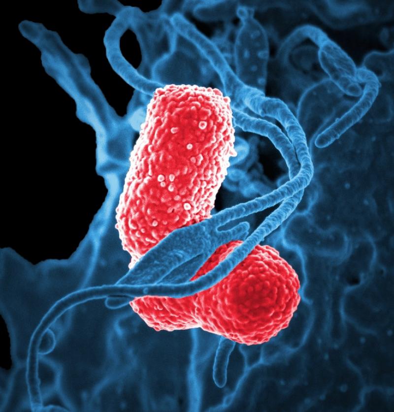 Ученые создали бактерии, способные безопасно вылечить рак