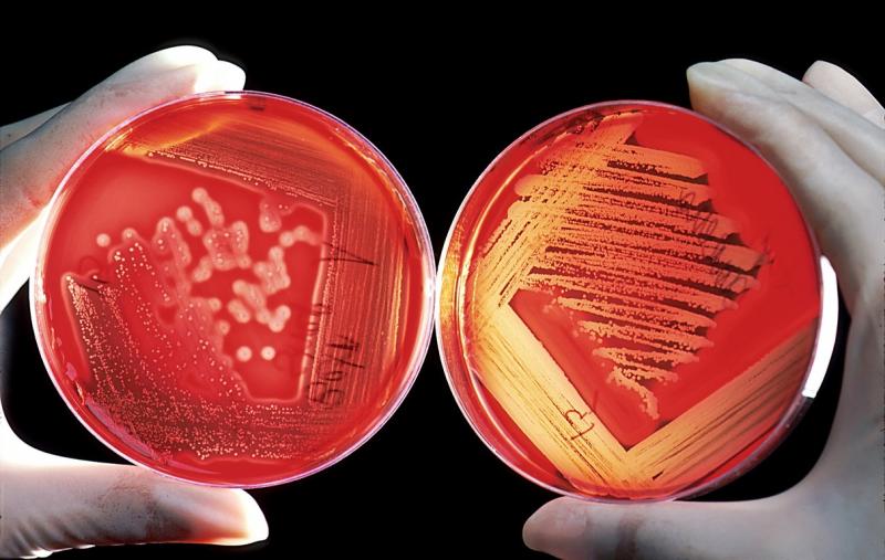 Бактерия способна превращать кровь второй группы в первую