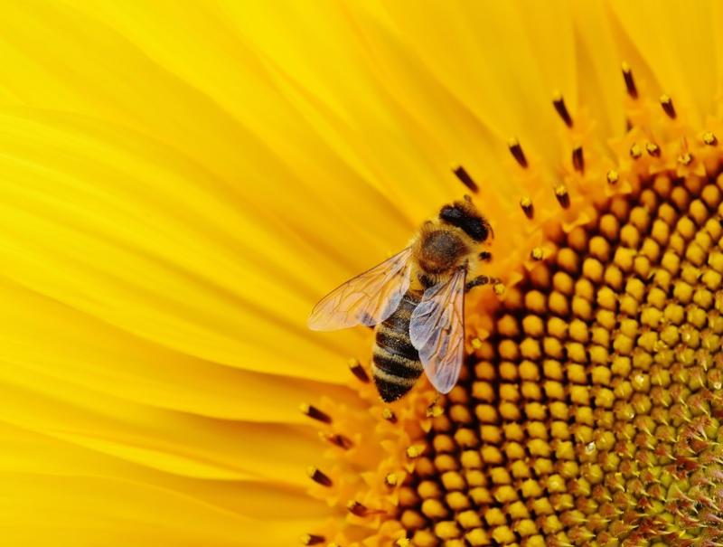 Минэкономразвития отвергло обвинения Россельхознадзора в причастности к массовой гибели пчел