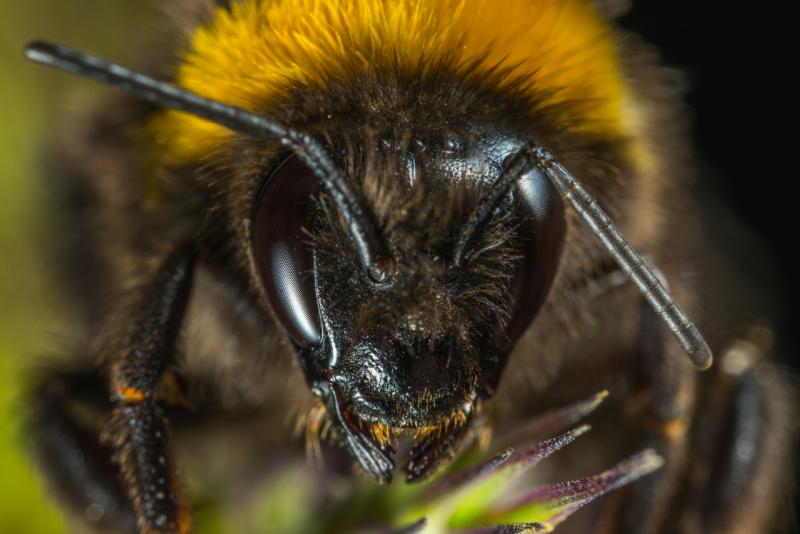 В России прогнозируют неурожай из-за массовой гибели пчел