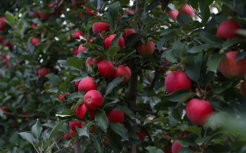 Россельхознадзор разрешил поставку белорусских яблок в Россию