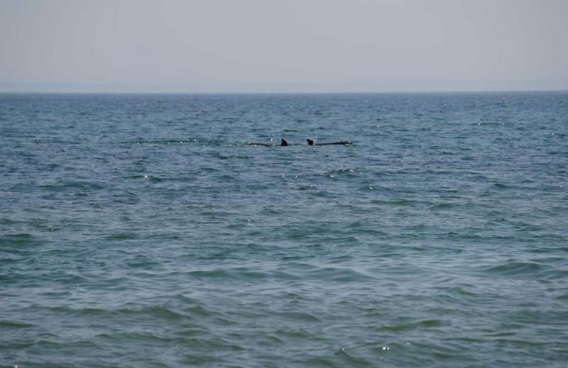Вторая партия косаток из «китовой тюрьмы» вернулась домой в Охотское море