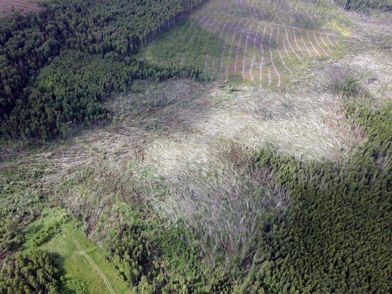 Смерч выкосил 10 км леса в Кировской области