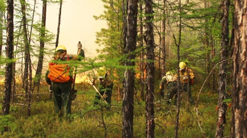 За сутки потушено 25 лесных пожаров