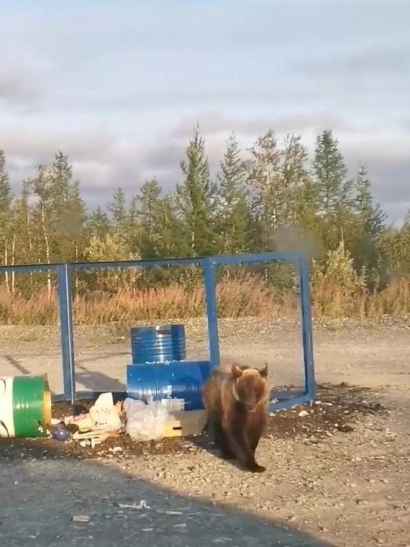 Ямальский медвежонок любит добывать себе еду на местных свалках