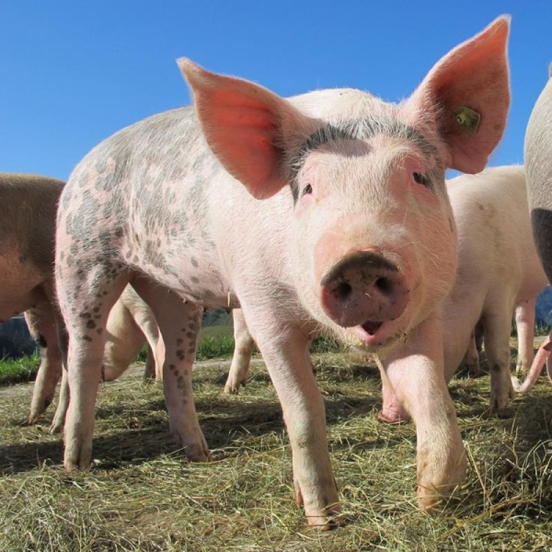 На ферме в Тюменской области ток убил целое поголовье свиней