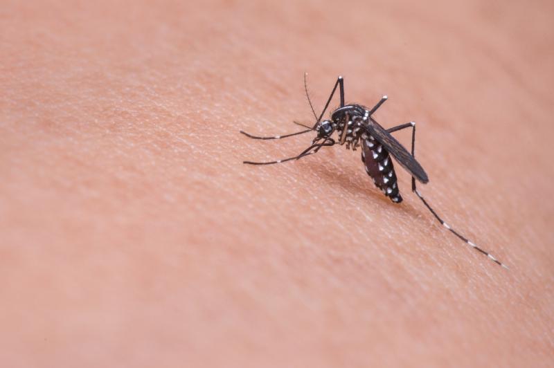 Укусы Aedes aegypti пока не передавали человеку лихорадку