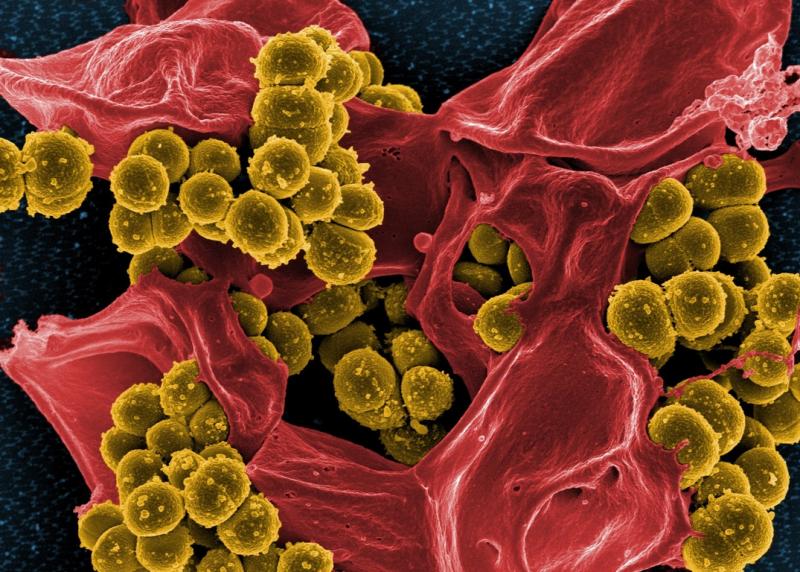 Бактерии устойчивы к антибиотикам.