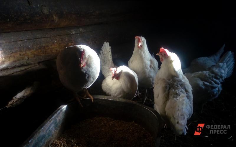 На Урале птицефабрика загрязняет лес куриным пометом