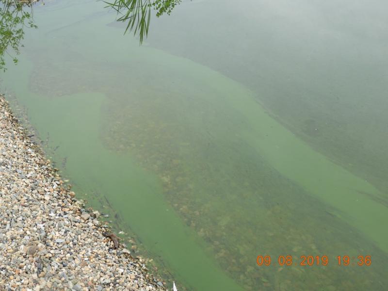 На Урале Черноисточинский пруд вновь зацвел сине-зелеными водорослями