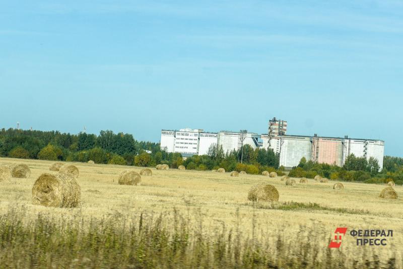Российская пшеница упала в цене до самого низкого уровня