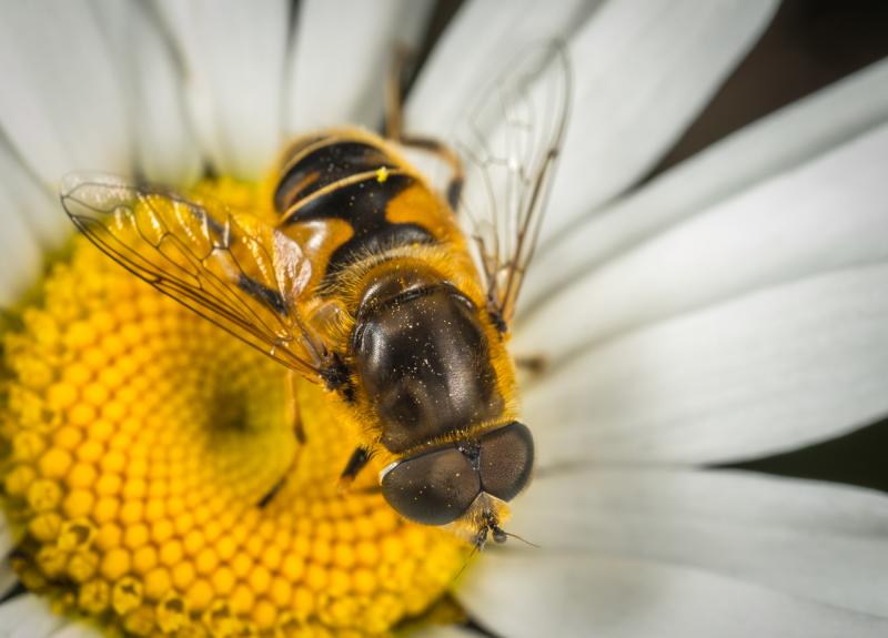 Случаи массовой гибели пчел отмечались в 30 регионах России