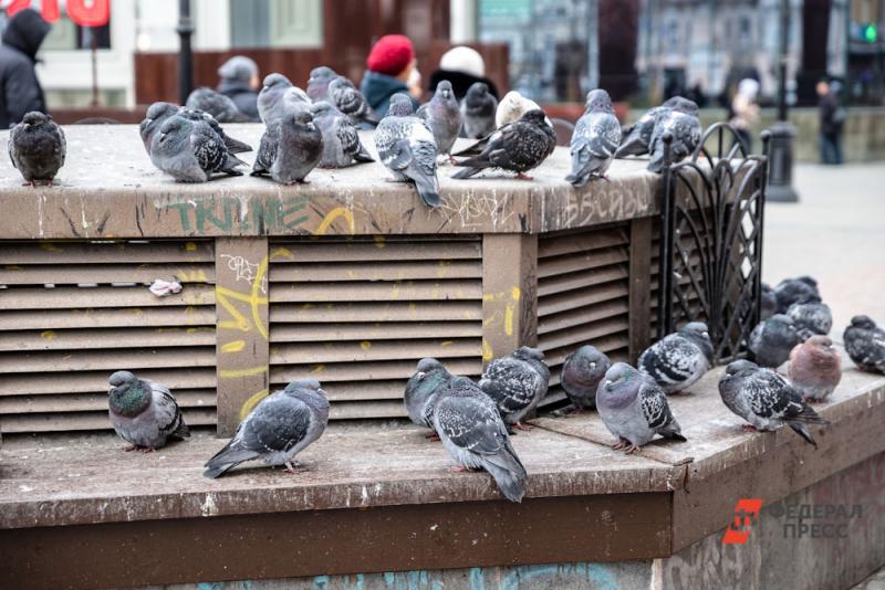 Москвичей призвали прекратить кормить голубей из-за них численности