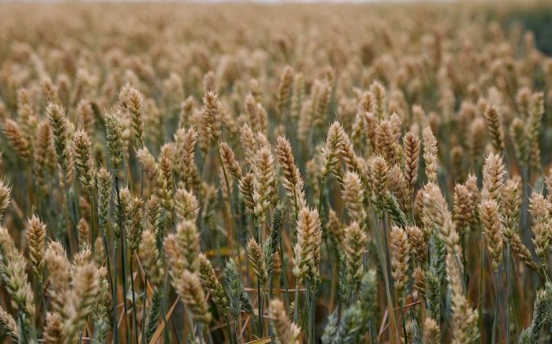 Экспорт пшеницы из России начал расти