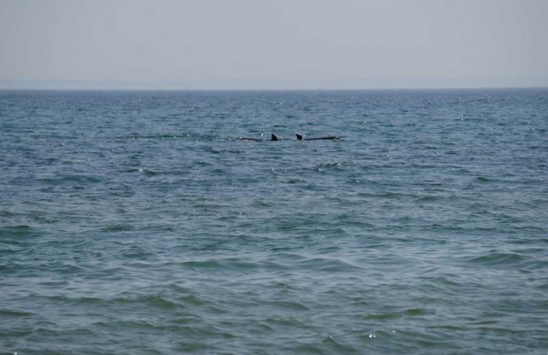 Косатки, выбравшиеся из «китовой тюрьмы», объединились в море
