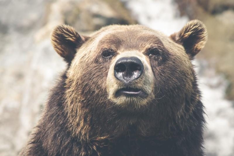 Медведь напал на жительницу Сахалина в лесу