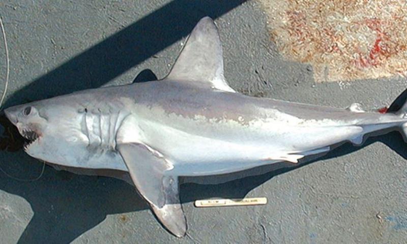 В Хабаровском крае началось нашествие акул