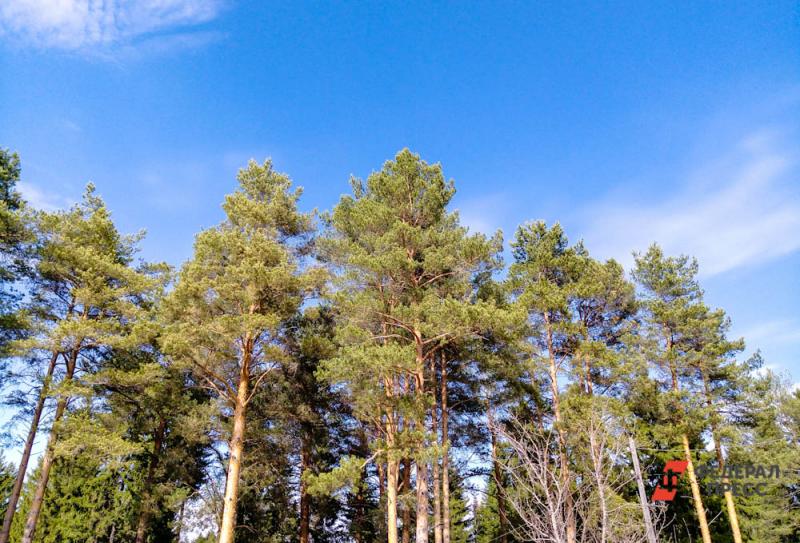 «Единая Россия» высадит более миллиона деревьев