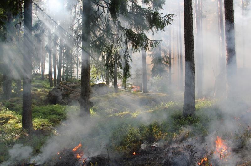 В Иркутской области на одного инспектора приходится больше 170 тысяч гектаров леса