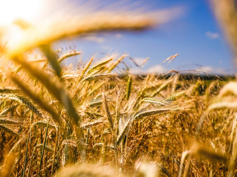 По словам Алексея Кобылина, в некоторых районах урожайность зерна даже выше прошлогодней