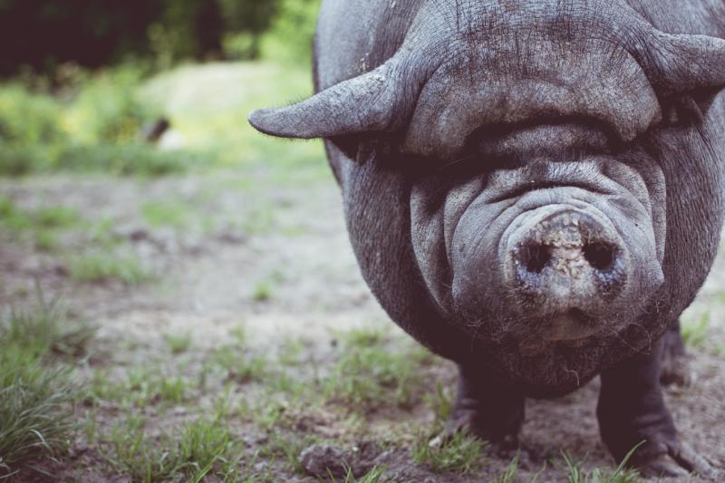 В нескольких регионах России зафиксирована чума свиней