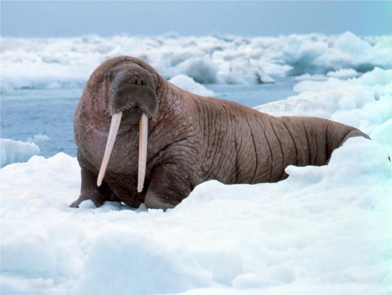 Российские ученые при поддержке «Роснефти» изучили популяцию атлантического моржа