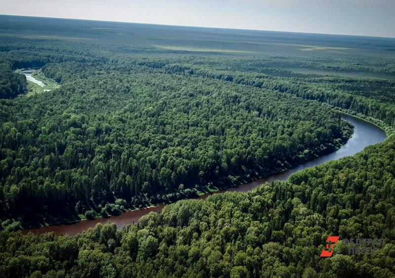 В «Единой России» предложили меры по улучшению ситуации в лесной отрасли