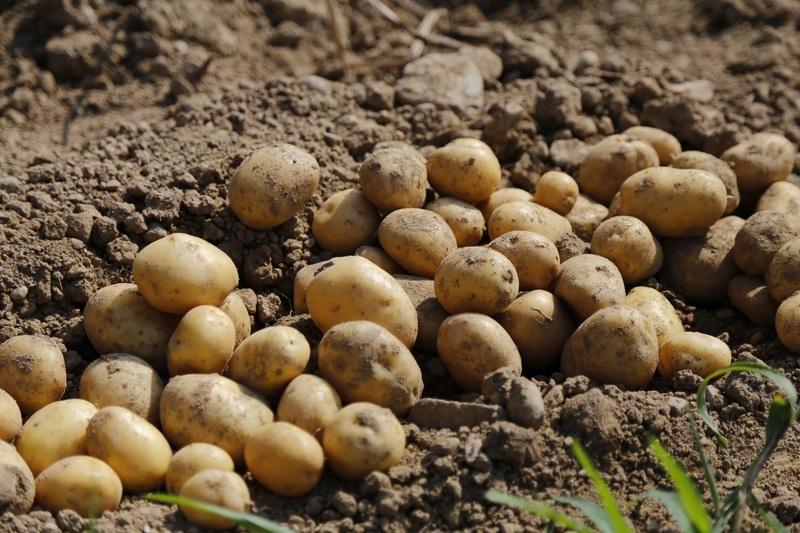 Четыре человека погибли в Челябинской области из-за гнилой картошки