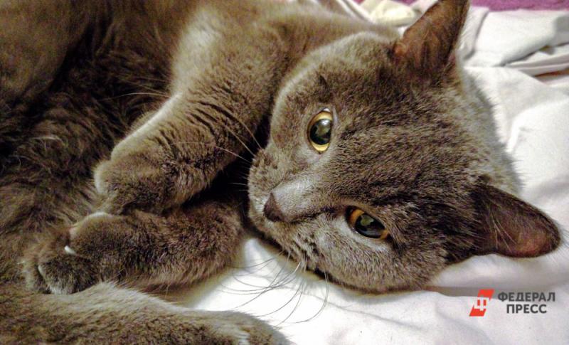 Эксперт развеял миф о не вызывающих аллергию кошках
