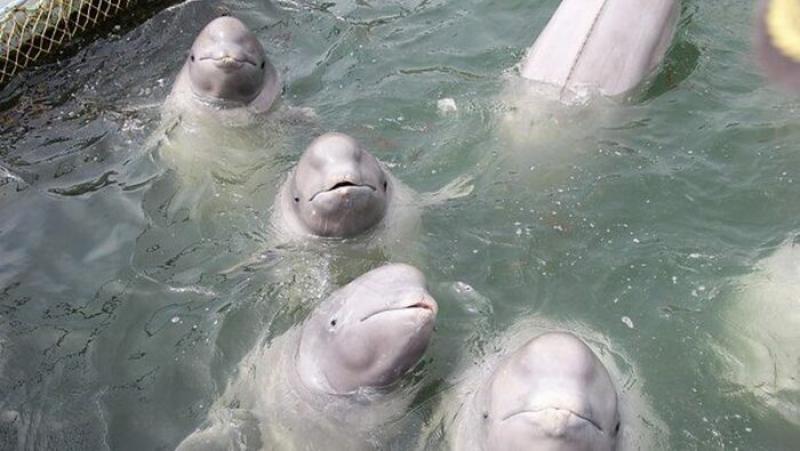 Из «китовой тюрьмы» в Приморском крае вывезли 14 белух