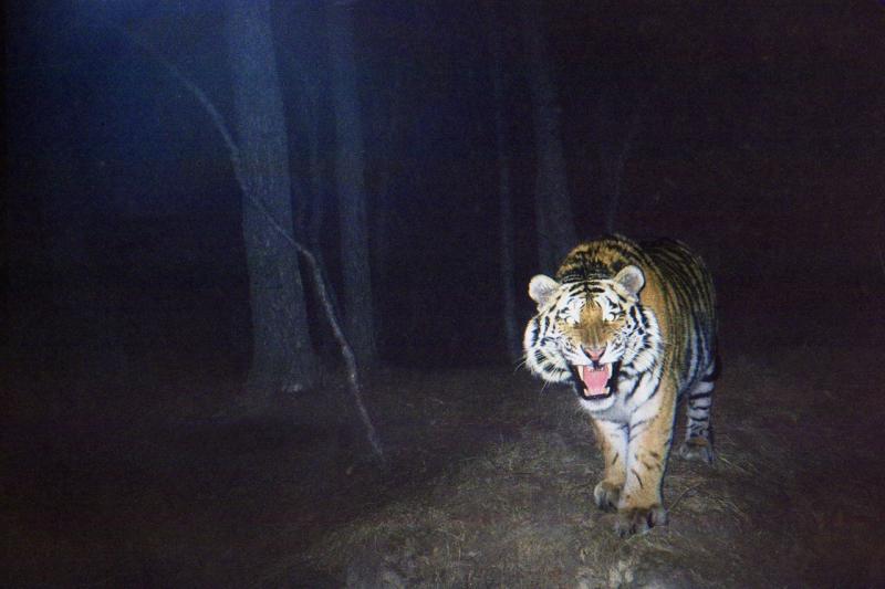 В Хабаровском крае погибли человек и тигр