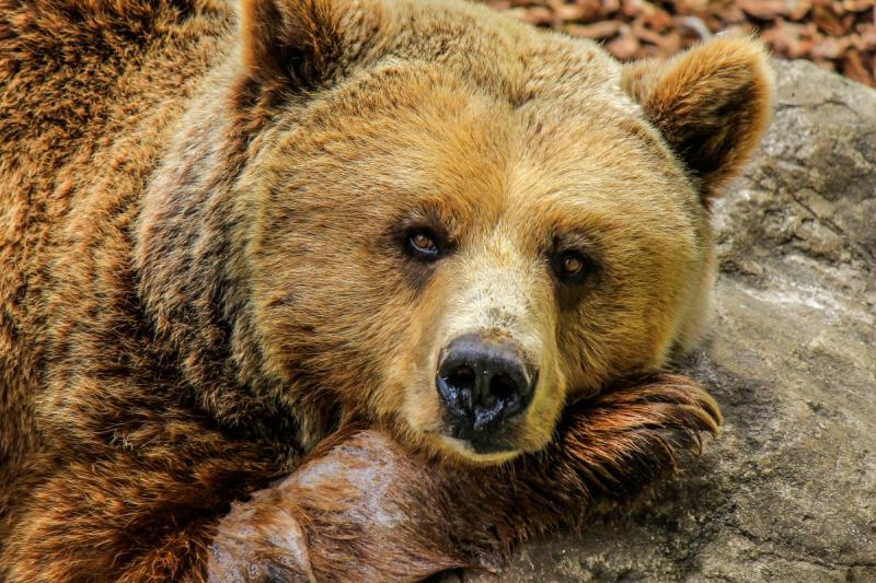 Медведь напал на работницу зоопарка в Уссурийске