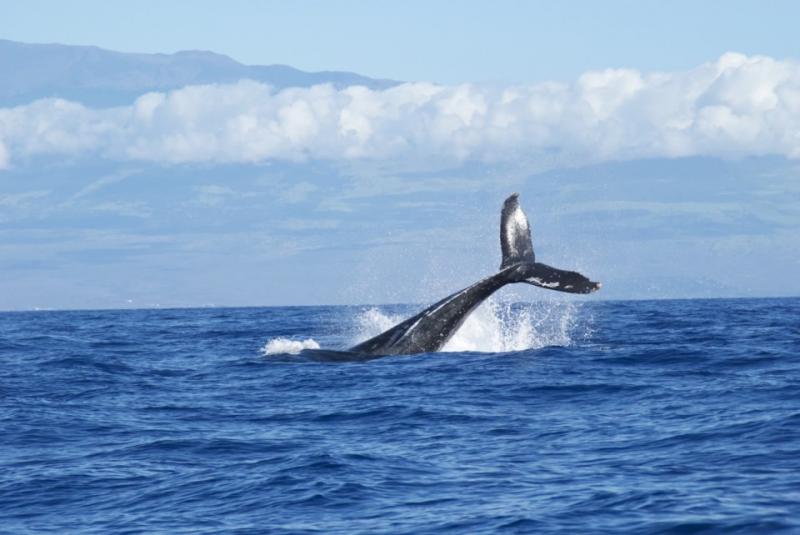 Горбатые киты ушли от берегов Чукотки