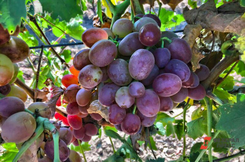 На Кубани собрали 30 процентов урожая винограда