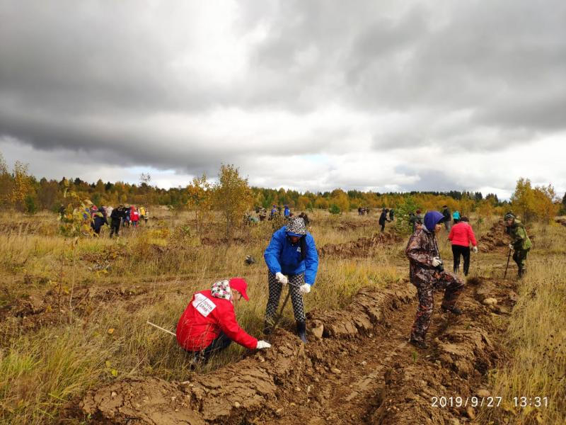 В нацпарке «Русский Север» Вологодской области высажено более 20 тысяч сосен