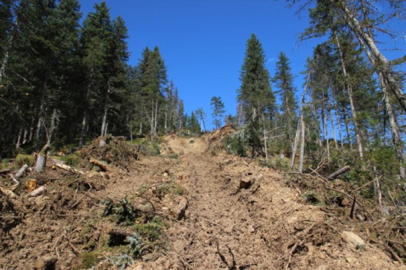 ОНФ доложил губернатору о промышленной вырубке леса вблизи озера Амут