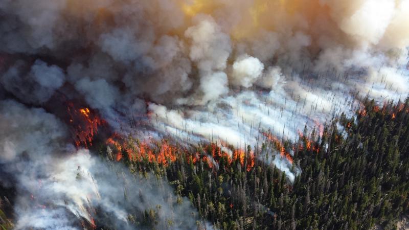 Эколог считает, что в ситуации с лесными пожарами в труднодоступных местах происходит естественный процесс